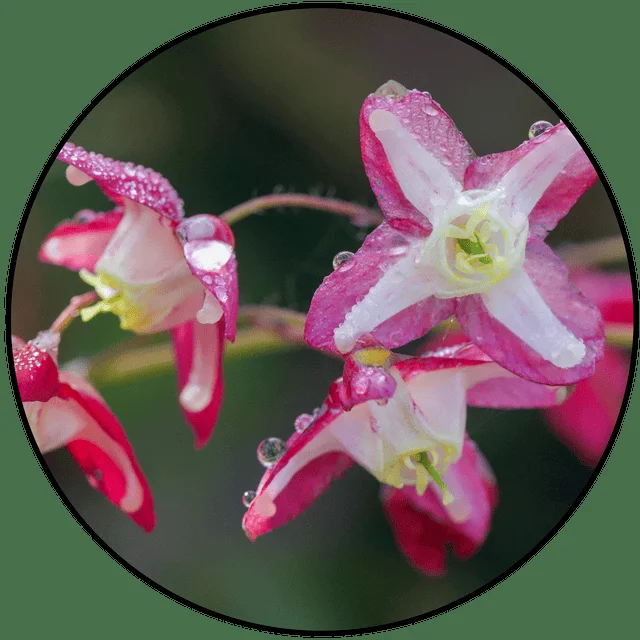 Epimedium for blood flow and male performance