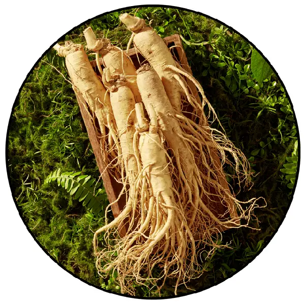 Panax Ginseng for energy and cognitive performance